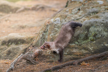 Obraz premium Small beech marten Martes foina standing on mossy ground in autumn forest next to large tree trunk.