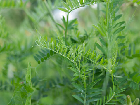 Dense Green Vetch Vicia Foliage with Pinnate Leaves and Tendrils in a Summer Field &mdash; Concept: Green Manure and Cover Cropping, Nitrogen Fixing Legume, Fresh Green Natural Background