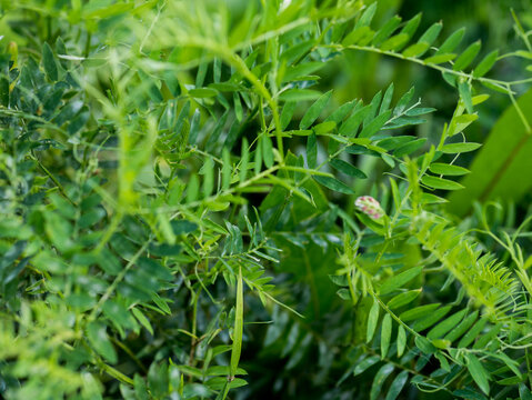 Dense Green Vetch Vicia Foliage with Pinnate Leaves and Tendrils in a Summer Field &mdash; Concept: Green Manure and Cover Cropping, Nitrogen Fixing Legume, Fresh Green Natural Background
