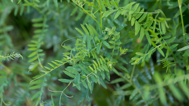 Dense Green Vetch Vicia Foliage with Pinnate Leaves and Tendrils in a Summer Field &mdash; Concept: Green Manure and Cover Cropping, Nitrogen Fixing Legume, Fresh Green Natural Background