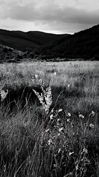 Cloudy foothill meadow with wildflowers and distant hills