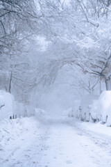 Fototapeta premium winter city landscape with snow covered trees on tree-lined street