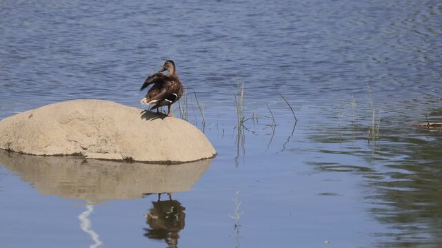 canard colvert au repos. Canard colvert faisant sa toilette.