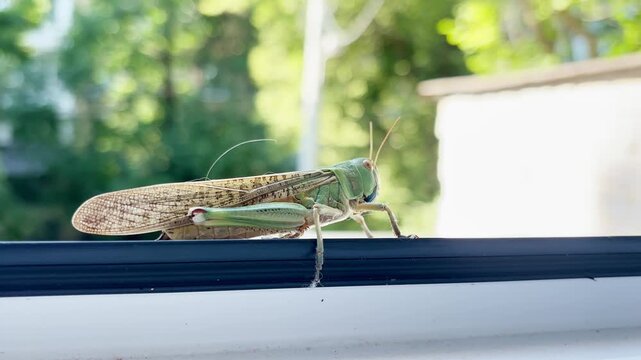 Green grasshopper resting on a sunlit apartment window frame