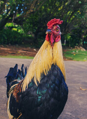 free range chicken © Jonathan