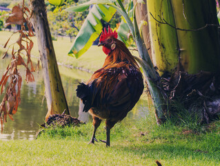 rooster in the grass © Jonathan