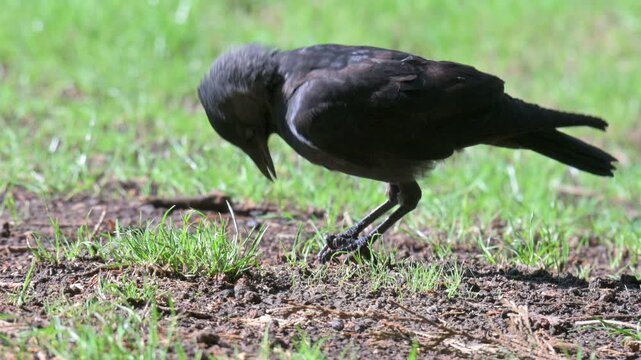 Jackdaw (Corvus monedula) smashing and eating an Acorn held in its claws. September, Kent, UK [Slow motion x4]