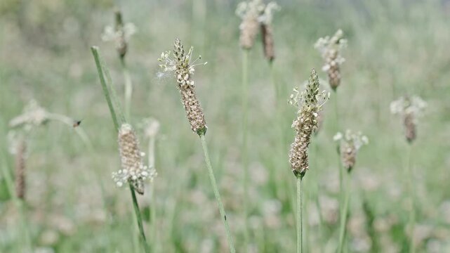 Wildflower ribleaf flower. Flowering nature closeup. Macro of flowering ribleaf plant. Field ribleaf flower. Natural flower plant. Flora nature. Bright blooming flower in nature