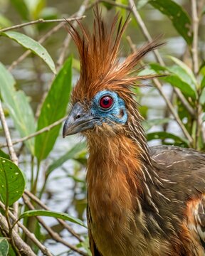 Close Up of a Hoatzin with Red Eyes and Shaggy Crest (Opisthocomus hoazin).