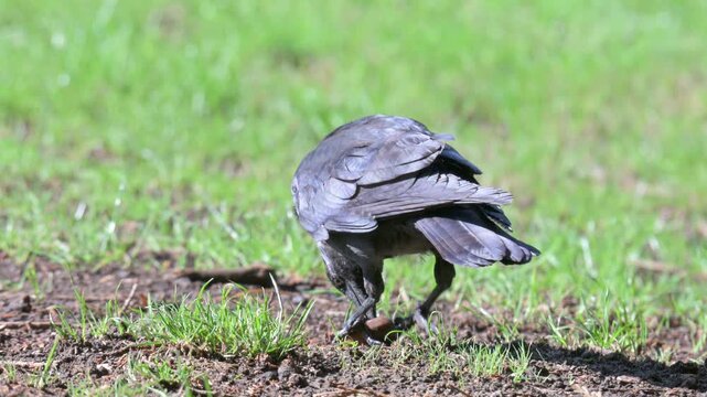 Jackdaw (Corvus monedula) smashing and eating an Acorn held in its claws. September, Kent, UK [Half speed]