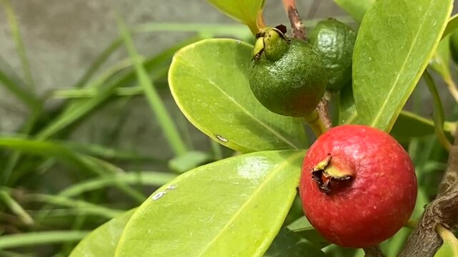 Tropical Guava with ripe and ripening fruits. Psidium cattleyanum, guajava,4K.