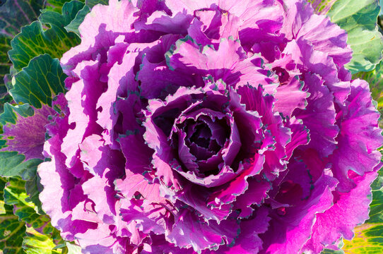 Nature background with a vibrant purple ornamental cabbage or ornamental kale with frilly leaves. Selective focus on the dark deep colored rosette of the plant