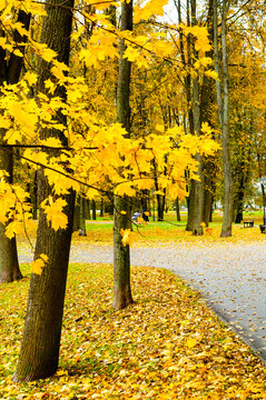 Autumn city park landscape background - tall trees with bright yellow maple leaves and a paved walkway and green park area with benches visible in the background