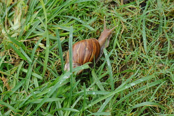 Garden snail slowly moving through wet green grass, displaying natural habitat and wildlife beauty © GomatiDevi