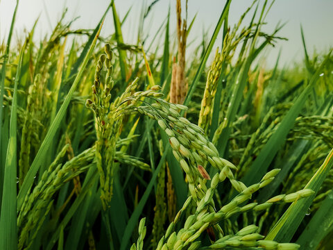 A close-up of ripe green rice plants growing in a lush paddy field, showcasing healthy rice grains, agricultural crops, and sustainable farming in a tropical environment.