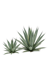Obraz premium Two green agave plants with sharp leaves standing outdoors