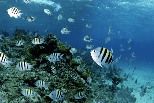 School of sergeant major fish swimming around a coral reef formation in clear blue water