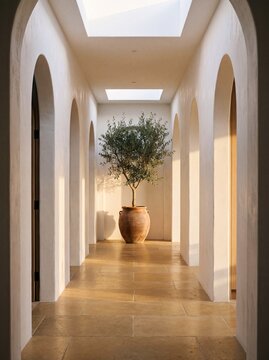 White Corridor with Olive Tree in Large Terracotta Urn