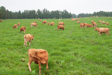 cows in the field © AnotherVijion