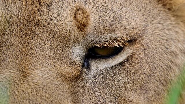 Extreme macro photorealistic footage of a single lion eye, authentic African lion facial anatomy