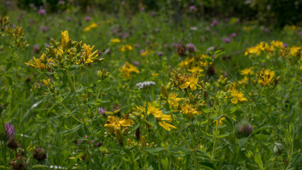 Fototapeta premium Bumblebee Feeding on St John's Wort Hypericum perforatum in a Wild Meadow with Red Clover — Concept: Pollinator Habitat and Bee Conservation, Herbal Medicine, Species Rich Grassland
