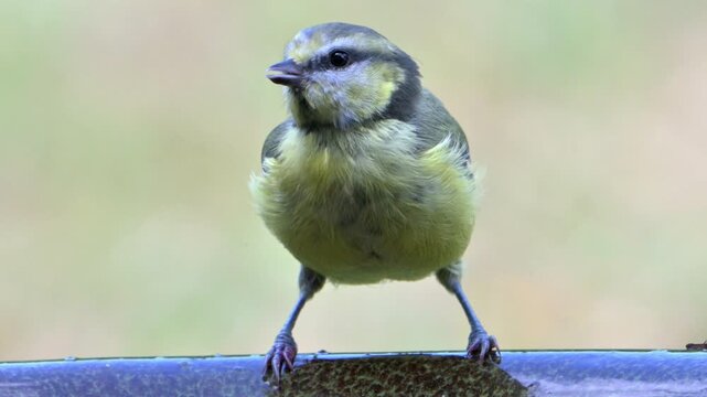 Blue Tit (Cyanistes caeruleus) juvenile drinking from a garden bird bath before being scared off by an arriving Starling. July, Kent, UK [Slow motion x5]