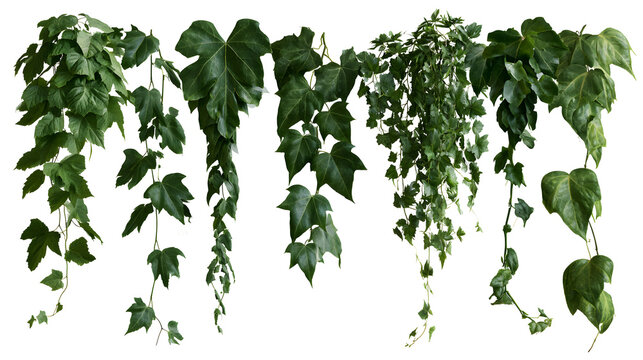 Set of green leaves from Javanese treebine or grape ivy (Cissus spp.), a jungle vine and hanging ivy plant bush foliage, isolated on a white background with a clipping path