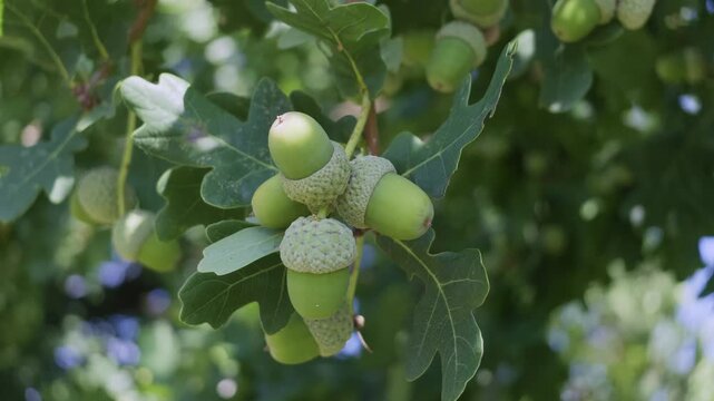 Stieleichel (Quercus robur), Zweig mit Eicheln und Bl&auml;ttern