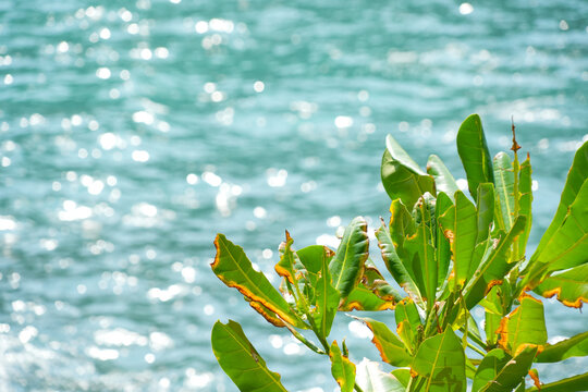 Green tropical leaves with sun glint and shimmering bokeh on turquoise ocean water in the background. Bright sunny summer coastal background concept.