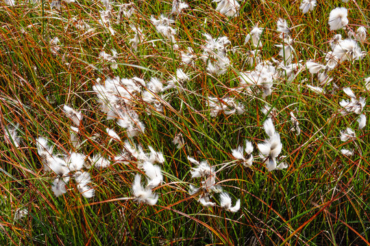 Fluffy white cotton grass growing in a vibrant green and brown Nordic bog landscape