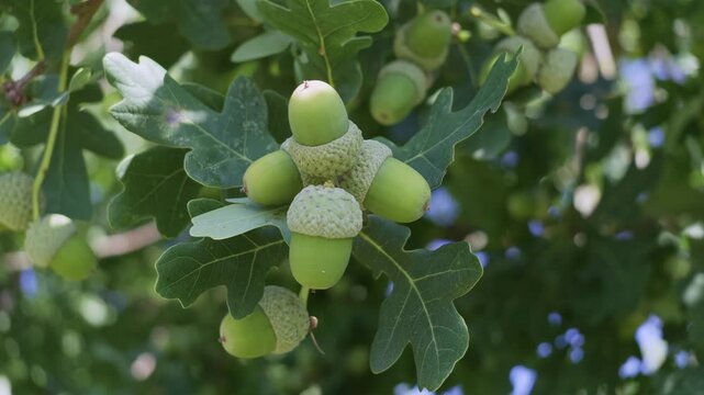 Stieleichel (Quercus robur), Zweig mit Eicheln und Bl&auml;ttern