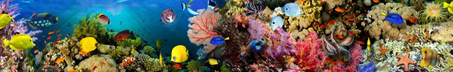 Panoramic view of a diverse tropical coral reef ecosystem with colorful fish ©  SobuzForge