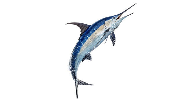 Majestic wild marlin swordfish jumping out of water isolated on transparent background