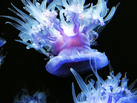 Glowing purple jellyfish with long translucent tentacles in dark water marine life deep sea