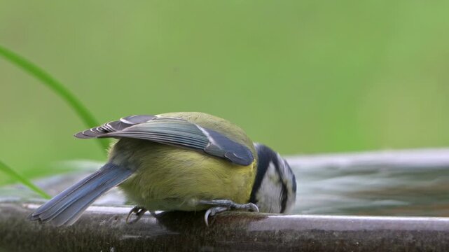 Blue Tit (Cyanistes caeruleus) drinking from a garden bird bath. September, Kent, UK [Slow motion x4]