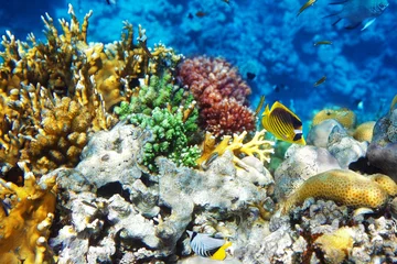 Fotobehang Onderwaterwereld Close up of colorful coral formations and tropical reef fish in clear blue sea water with sea life  ©  SobuzForge