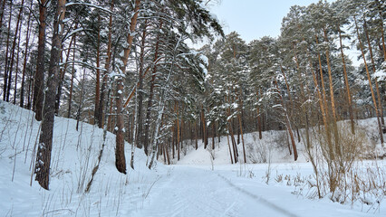 Obraz premium Snowy pine forest path winding through quiet winter landscape