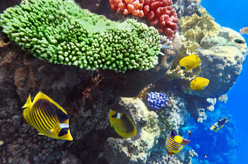 Tropical fish swimming near healthy coral reef structures in clear blue ocean water with marine life ©  SobuzForge