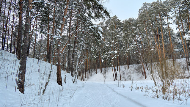 Snowy pine forest path winding through quiet winter landscape