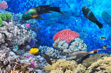 Colorful parrotfish swimming among deep sea coral formations in clear tropical water with coral reef ©  SobuzForge