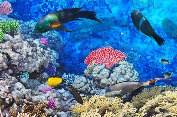 Fotobehang Onderwaterwereld Colorful parrotfish swimming among deep sea coral formations in clear tropical water with coral reef  ©  SobuzForge
