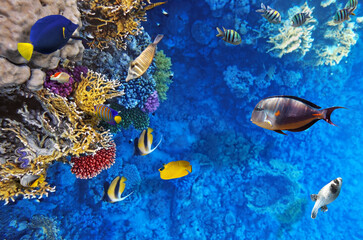 Diverse tropical reef fish swimming alongside colorful coral formations in clear blue ocean ©  SobuzForge