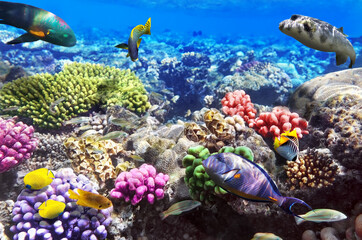 School of tropical fish exploring a diverse and healthy coral reef ecosystem with marine ecosystem ©  SobuzForge