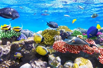 Fotobehang Onderwaterwereld Diverse tropical reef fish swimming among corals in shallow clear sea water with coral reef  ©  SobuzForge