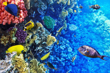 Tropical fish swimming through a diverse coral reef in deep blue ocean water with underwater scenery ©  SobuzForge