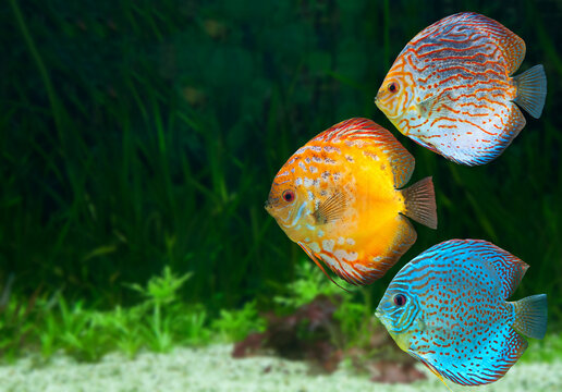 Three colorful discus fish swimming in a lush planted aquarium with freshwater fish