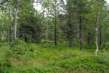 Obraz premium Lush green pine forest landscape with tall trees and vibrant undergrowth
