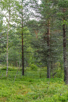 Lush green forest with tall pine trees and soft mossy ground for nature