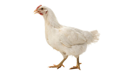 Domestic organic white chicken standing calmly on surface isolated on transparent background © JackWatson