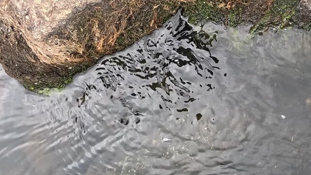 Dark algae patches swirl and ripple steadily in shaded water beneath a rocky overhang, the gentle current stirring floating debris across the textured surface near the mossy lake bank.